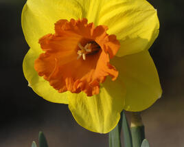 Narcis velkokorunný 'Mary Bohannon'