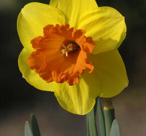 Narcis velkokorunný 'Mary Bohannon' - Narcissus Large Cupped 'Mary Bohannon'