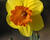 Narcis velkokorunný 'Mary Bohannon'