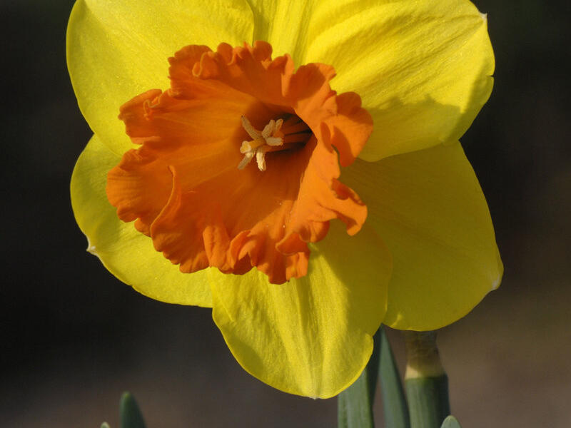 Narcis velkokorunný 'Mary Bohannon' - Narcissus Large Cupped 'Mary Bohannon'