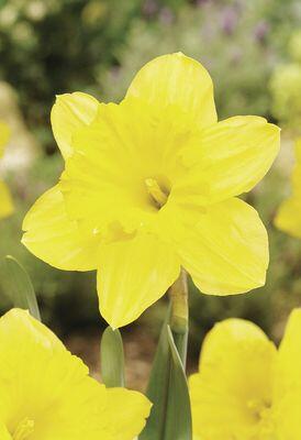 Narcis velkokorunný 'Gigantic Star' - Narcissus Large Cupped 'Gigantic Star'