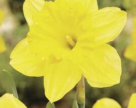 Narcis velkokorunný 'Gigantic Star'