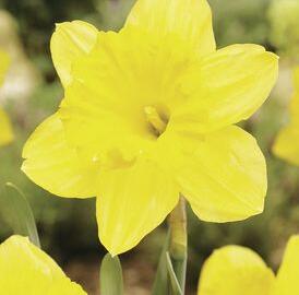 Narcis velkokorunný 'Gigantic Star' - Narcissus Large Cupped 'Gigantic Star'