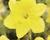 Narcis velkokorunný 'Gigantic Star'