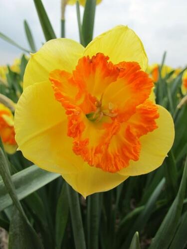 Narcis velkokorunný 'Berlin' - Narcissus Large Cupped 'Berlin'