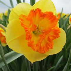 Narcis velkokorunný 'Berlin' - Narcissus Large Cupped 'Berlin'