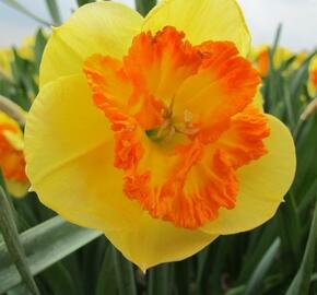 Narcis velkokorunný 'Berlin' - Narcissus Large Cupped 'Berlin'