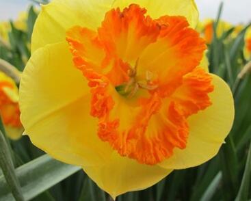 Narcis velkokorunný 'Berlin'