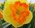 Narcis velkokorunný 'Berlin'