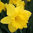 Narcis trubkovitý 'Dutch Master' - Narcissus Trumpet 'Dutch Master'