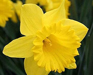 Narcis trubkovitý 'Dutch Master'