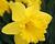 Narcis trubkovitý 'Dutch Master'