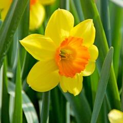 Narcis velkokorunný 'Mix' - Narcissus Large Cupped 'Mix'