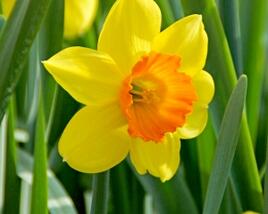 Narcis velkokorunný 'Mix'