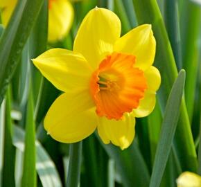 Narcis velkokorunný 'Mix' - Narcissus Large Cupped 'Mix'