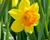 Narcis velkokorunný 'Mix'