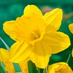 Narcis velkokorunný 'Carlton' - Narcissus Large Cupped 'Carlton'