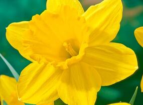 Narcis velkokorunný 'Carlton' - Narcissus Large Cupped 'Carlton'