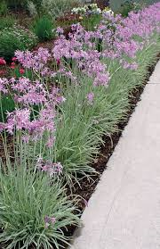 Tulbagie, česnek pokojový 'Variegata' - Tulbaghia violacea 'Variegata'
