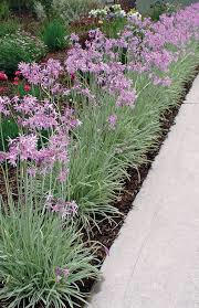 Tulbagie, česnek pokojový 'Variegata' - Tulbaghia violacea 'Variegata'