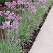 Tulbagie, česnek pokojový 'Variegata' - Tulbaghia violacea 'Variegata'