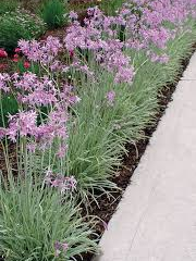 Tulbagie, česnek pokojový 'Variegata' - Tulbaghia violacea 'Variegata'