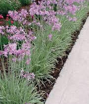 Tulbagie, česnek pokojový 'Variegata' - Tulbaghia violacea 'Variegata'