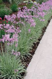 Tulbagie, česnek pokojový 'Variegata' - Tulbaghia violacea 'Variegata'