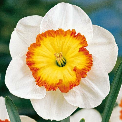 Narcis velkokorunný 'Roulette' - Narcissus Large Cupped 'Roulette'