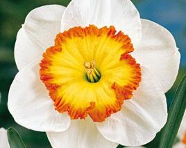 Narcis velkokorunný 'Roulette'