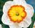 Narcis velkokorunný 'Roulette'