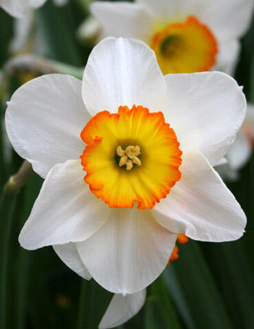 Narcis velkokorunný 'Pyjama Party' - Narcissus Large Cupped 'Pyjama Party'