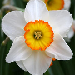 Narcis velkokorunný 'Pyjama Party' - Narcissus Large Cupped 'Pyjama Party'