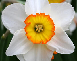 Narcis velkokorunný 'Pyjama Party'