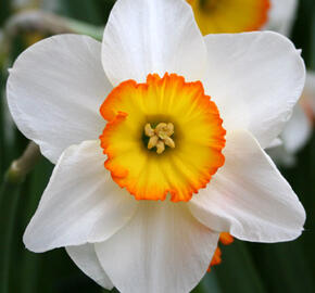 Narcis velkokorunný 'Pyjama Party' - Narcissus Large Cupped 'Pyjama Party'