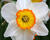 Narcis velkokorunný 'Pyjama Party'