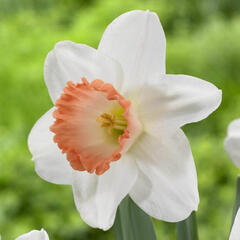 Narcis velkokorunný 'Pink Pride' - Narcissus Large Cupped 'Pink Pride'