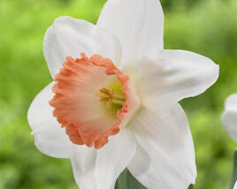 Narcis velkokorunný 'Pink Pride'