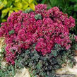 Rozchodník SunSparkler® 'Dazzleberry' - Sedum hybridum SunSparkler® 'Dazzleberry'