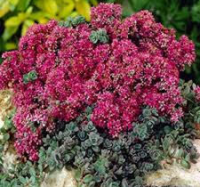 Rozchodník větvený SunSparkler® 'Dazzleberry' - Sedum cauticola SunSparkler® 'Dazzleberry'