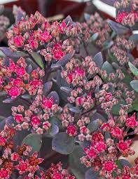 Rozchodník SunSparkler® 'Dazzleberry' - Sedum hybridum SunSparkler® 'Dazzleberry'