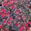 Rozchodník SunSparkler® 'Dazzleberry' - Sedum hybridum SunSparkler® 'Dazzleberry'