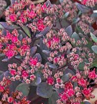 Rozchodník větvený SunSparkler® 'Dazzleberry' - Sedum cauticola SunSparkler® 'Dazzleberry'