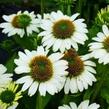 Třapatkovka nachová 'Papallo Classic White' - Echinacea purpurea 'Papallo Classic White'