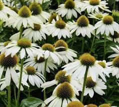 Třapatkovka nachová 'Papallo Classic White' - Echinacea purpurea 'Papallo Classic White'