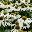 Třapatkovka nachová 'Papallo Classic White' - Echinacea purpurea 'Papallo Classic White'