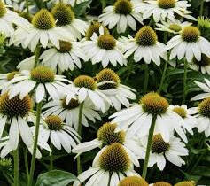 Třapatkovka nachová 'Papallo Classic White' - Echinacea purpurea 'Papallo Classic White'