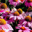Třapatkovka nachová 'Feeling Pink' - Echinacea purpurea 'Feeling Pink'