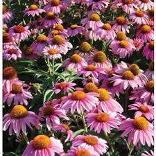 Třapatkovka nachová 'Feeling Pink' - Echinacea purpurea 'Feeling Pink'