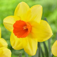 Narcis velkokorunný 'Red Devon' - Narcissus Large Cupped 'Red Devon'